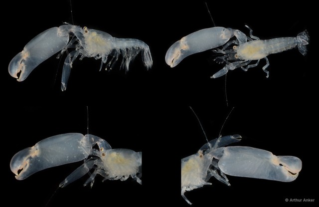 Periclimenaeus tridentatus