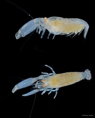 Periclimenaeus tridentatus • © Arthur Anker • All Rights Reserved