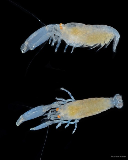 Periclimenaeus tridentatus