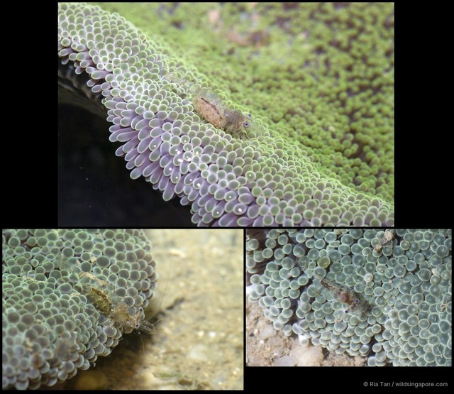 Periclimenes sp. "5267e6fd" • © Ria Tan • All Rights Reserved