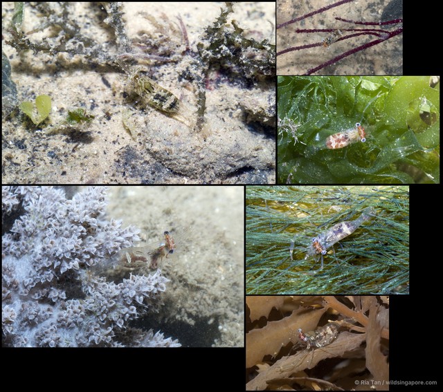 Periclimenes sp. "5267e703" • © Ria Tan • All Rights Reserved