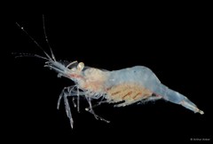 Periclimenes sp. "cf. obscurus"