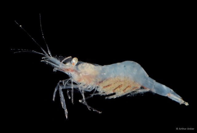 Periclimenes sp. "cf. obscurus" • © Arthur Anker • All Rights Reserved