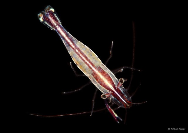 Periclimenes sp. "SIN-040" • © Arthur Anker • All Rights Reserved