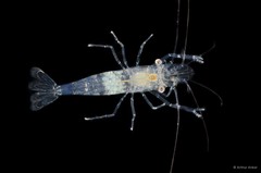 Periclimenes incertus • © Arthur Anker • All Rights Reserved