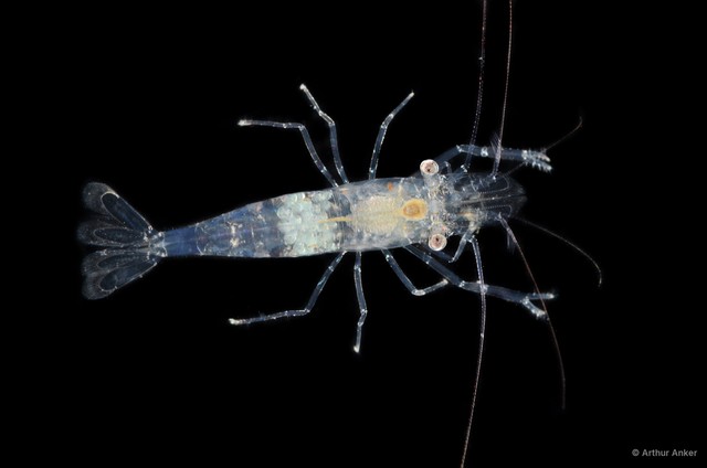 Periclimenes incertus • © Arthur Anker • All Rights Reserved