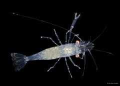 Periclimenes incertus • © Arthur Anker • All Rights Reserved