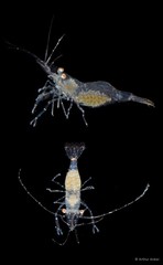 Periclimenes incertus • © Arthur Anker • All Rights Reserved