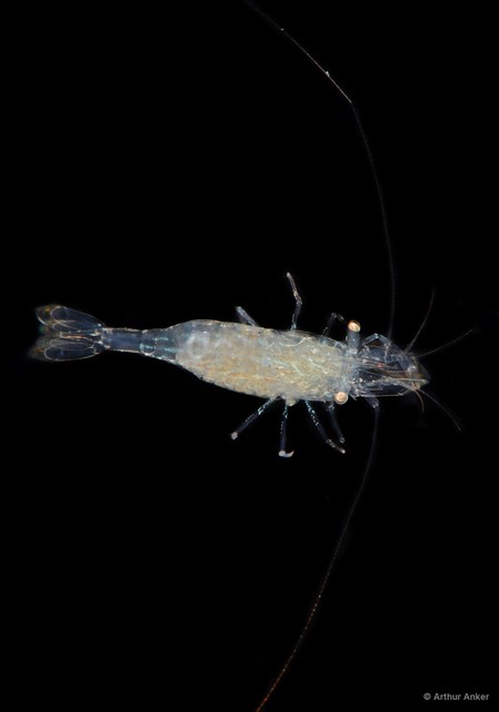 Periclimenes kempi • © Arthur Anker • All Rights Reserved