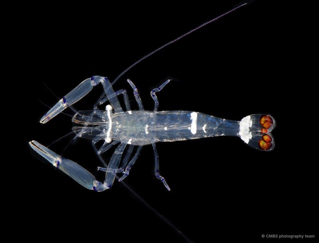 Philarius gerlachei • © CMBS photography team • All Rights Reserved