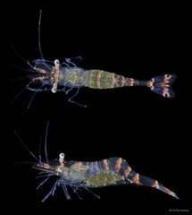 Phycomenes sulcatus (Duris, Horká & Marin, 2008)