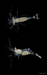 Phycomenes sulcatus • © Arthur Anker • All Rights Reserved