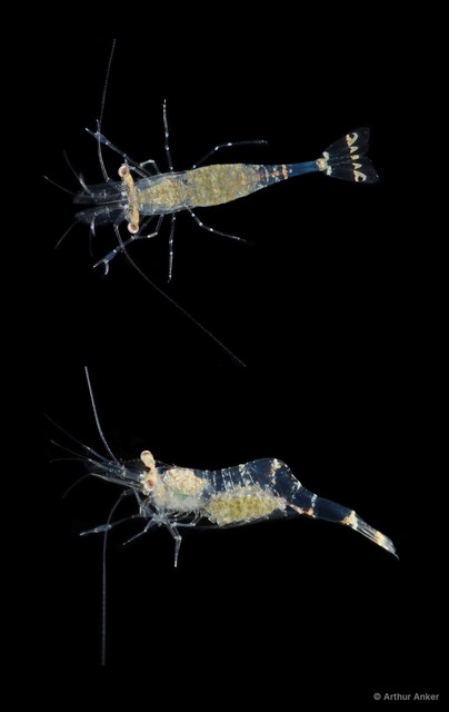 Phycomenes sulcatus