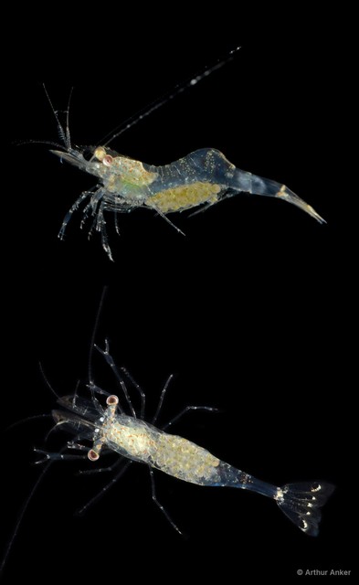 Phycomenes sulcatus