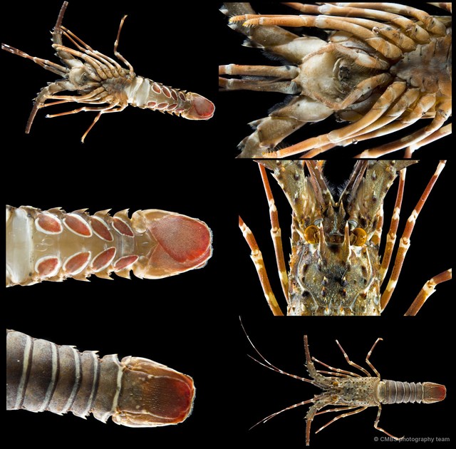 Panulirus sp. "f032b8e1" • © CMBS photography team • All Rights Reserved