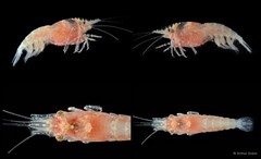 Chlorotocoides spinicauda (De Man, 1902)