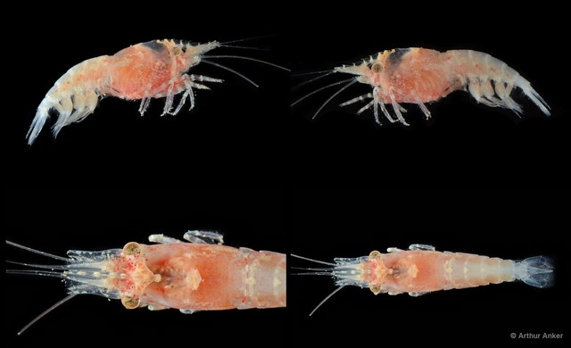 Chlorotocoides spinicauda • © Arthur Anker • All Rights Reserved