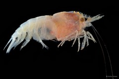 Chlorotocoides spinicauda • © Arthur Anker • All Rights Reserved