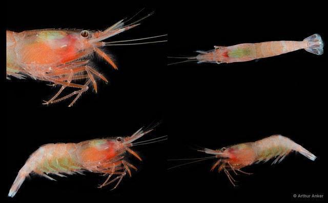 Procletes levicarina • © Arthur Anker • All Rights Reserved