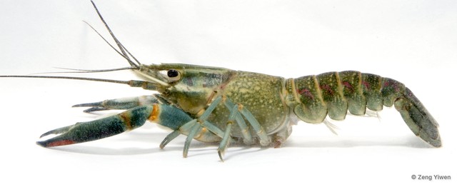 Cherax quadricarinatus • © Zeng Yiwen • All Rights Reserved
