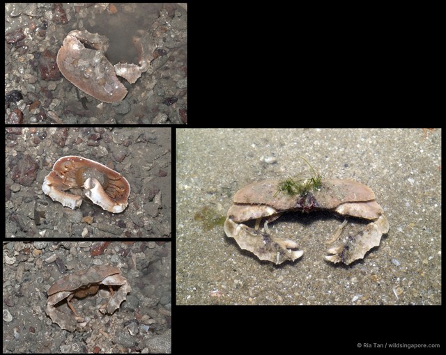 Cryptopodia fornicata