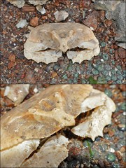 Cryptopodia fornicata • © Rene Ong • All Rights Reserved