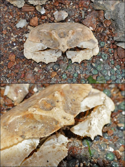Cryptopodia fornicata