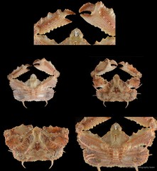 Cryptopodia fornicata • © CMBS photography team • All Rights Reserved