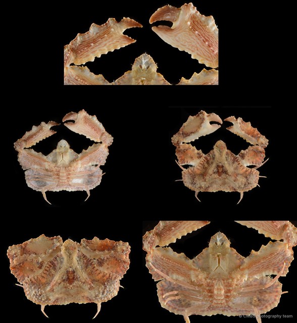 Cryptopodia fornicata • © CMBS photography team • All Rights Reserved