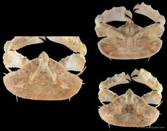 Cryptopodia fornicata • © CMBS photography team • All Rights Reserved
