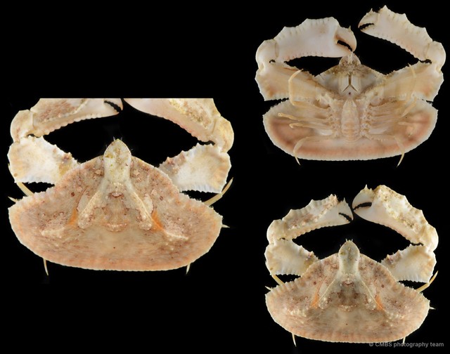 Cryptopodia fornicata