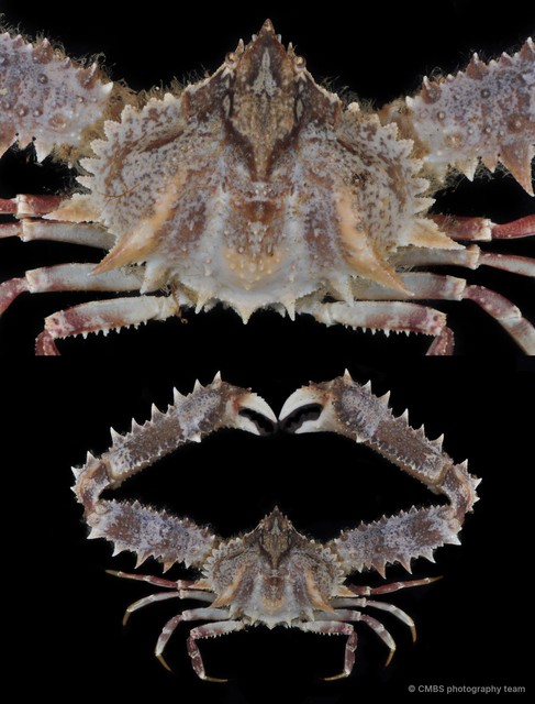 Enoplolambrus sp. "1" • © CMBS photography team • All Rights Reserved