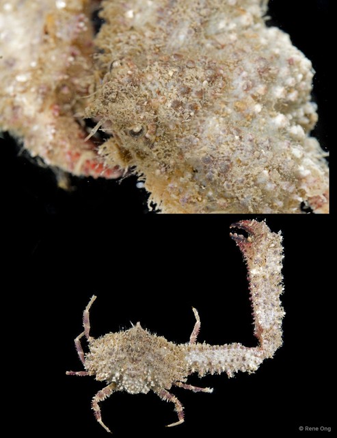 Enoplolambrus sp. "2" • © Rene Ong • All Rights Reserved
