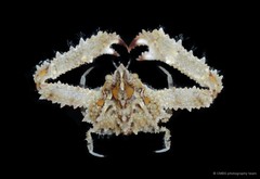 Enoplolambrus echinatus • © CMBS photography team • All Rights Reserved