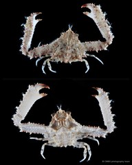 Enoplolambrus echinatus • © CMBS photography team • All Rights Reserved