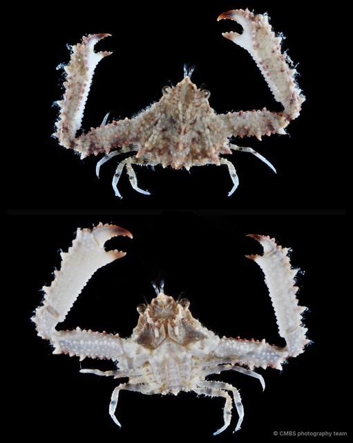 Enoplolambrus echinatus