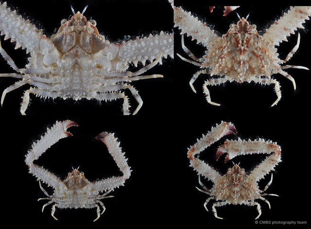 Enoplolambrus echinatus