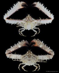 Enoplolambrus echinatus • © CMBS photography team • All Rights Reserved