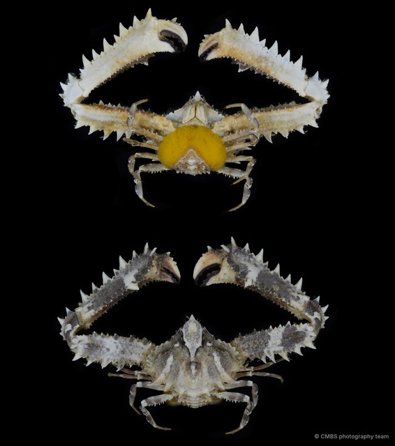 Enoplolambrus pransor