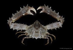 Enoplolambrus pransor • © CMBS photography team • All Rights Reserved