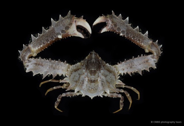 Enoplolambrus pransor