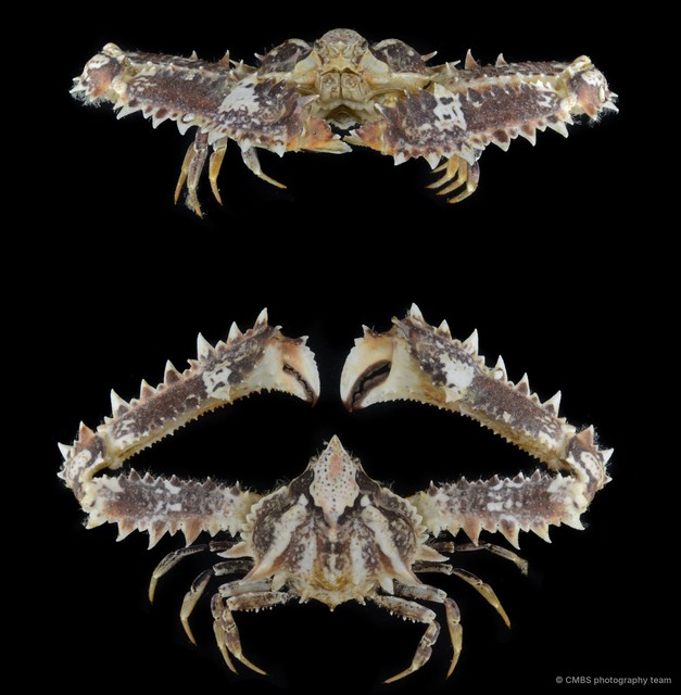 Enoplolambrus pransor