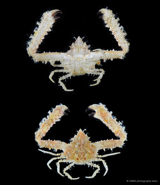 Rhinolambrus pelagicus