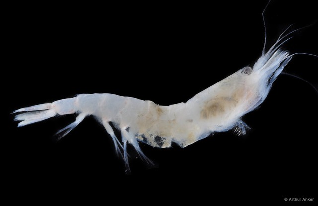 Leptochela gracilis • © Arthur Anker • All Rights Reserved