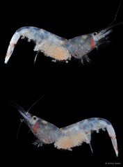 Leptochela sydniensis • © Arthur Anker • All Rights Reserved