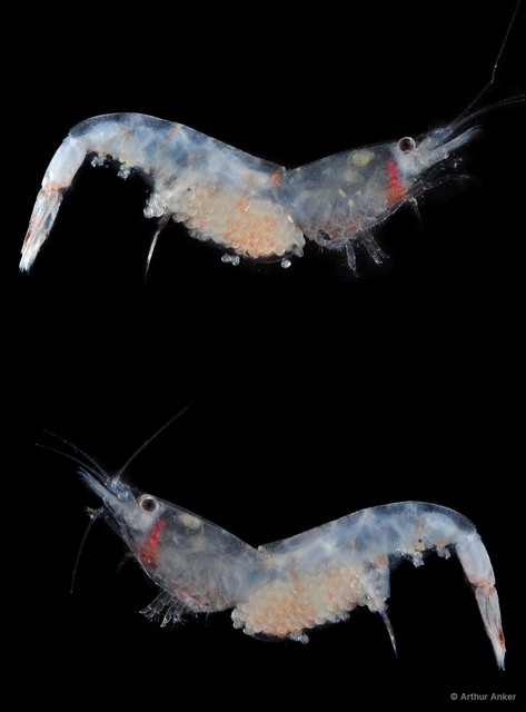 Leptochela sydniensis