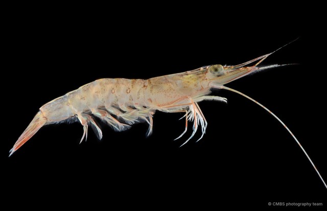 Metapenaeus sp. "cf. SS-0324" • © CMBS photography team • All Rights Reserved