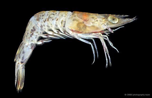 Metapenaeus sp. "JS-0807" • © CMBS photography team • All Rights Reserved