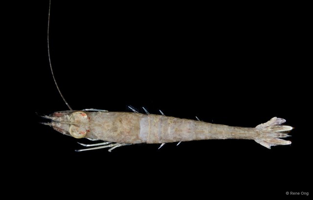 Penaeus sp. "1" • © Rene Ong • All Rights Reserved