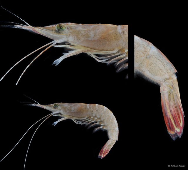Penaeus sp. "13" • © Arthur Anker • All Rights Reserved